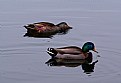 Picture Title - Ducks Two