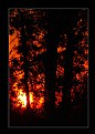 Picture Title - Sunset In The Woods