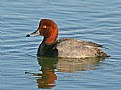 Picture Title - Redhead