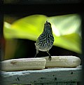 Picture Title - green bird