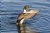 Northern Pintail