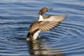 Picture Title - Northern Pintail