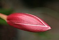 Picture Title - Flower Bud