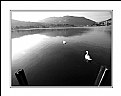 Picture Title - Winter Lake & Swans (9260)