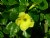 Yellow flower