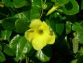 Picture Title - Yellow flower