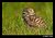 Burrowing Owl in Grass