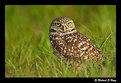 Picture Title - Burrowing Owl in Grass