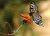 Newborn Ricepaper Butterfly