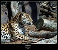 Picture Title - Jaguar