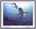 Picture Title - Shark Rodeo