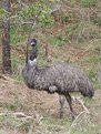 Picture Title - Emu at Belair National Park