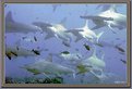 Picture Title - Schooling hammerheads