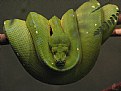 Picture Title - Snake
