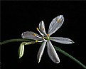 Picture Title - spider plant bloom