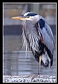 Picture Title - Great Blue Heron 4