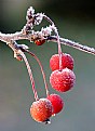 Picture Title - Crabapple and Lady Beetle