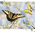 Picture Title - happy butterflies