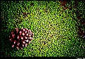 Picture Title - Pine Cone