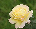 Picture Title - yellow rose