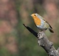 Picture Title - This morning's robin