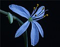 Picture Title - spider plant bloom blue