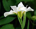 Picture Title - An Iris In White