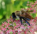 Picture Title - Pollen hunter