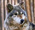 Picture Title - Wolf