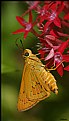 Picture Title - Female Pale Palm Dart