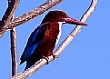 Picture Title - Kingfisher