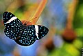 Picture Title - Blue Butterfly