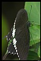 Picture Title - Common Mormon