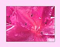 Picture Title - pink 4