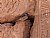 two Egyptian birds