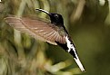 Picture Title - hummingbird