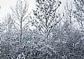 Picture Title - Winter