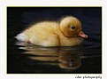 Picture Title - Fuzzyduck