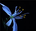 Picture Title - spider plant bloom blue 2