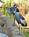 Picture Title - African Crested Cranes