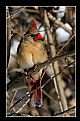 Picture Title - Female Cardinal