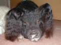 Picture Title - Lucy, a pig (1)