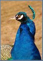 Picture Title - Peacock Portrait