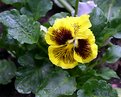 Picture Title - Pansy