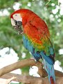 Picture Title - Nutty Parrot