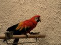 Picture Title - Resting parrot