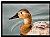 Canvasback Duck