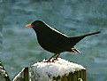 Picture Title - blackbird