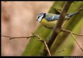 Picture Title - Blue tit in the hazelnut