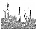 Picture Title - Cactus